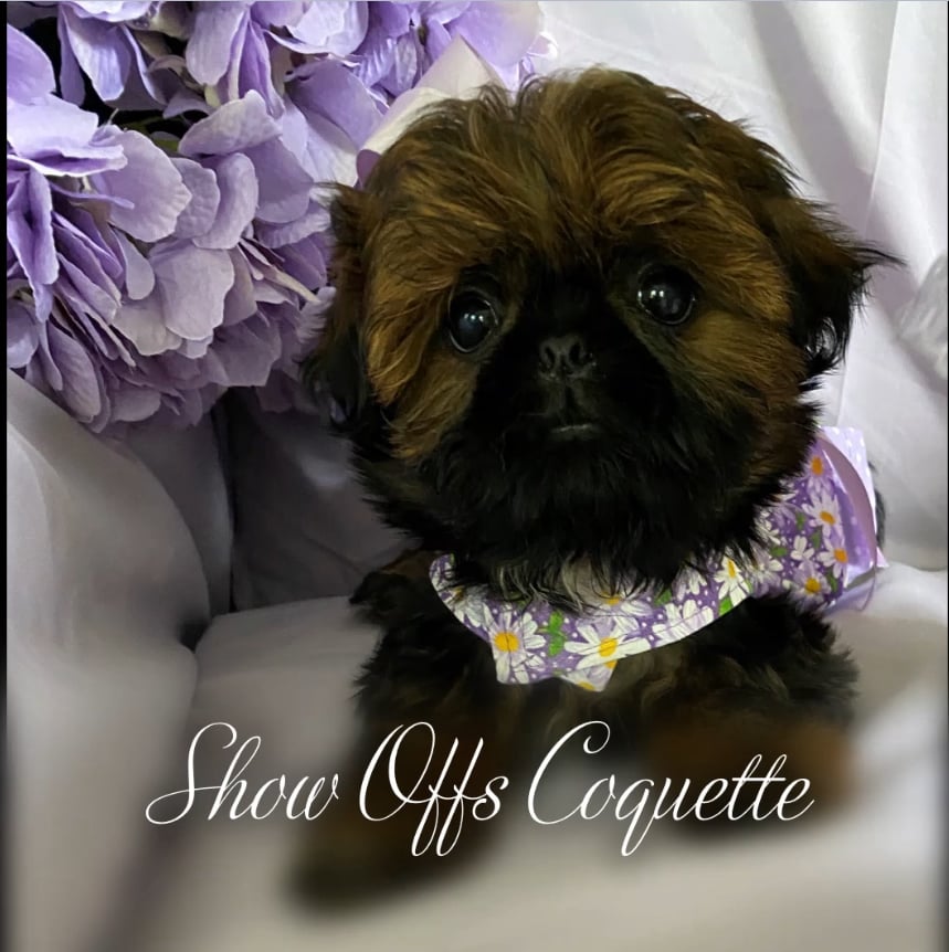 Shih Tzu Show Offs 177