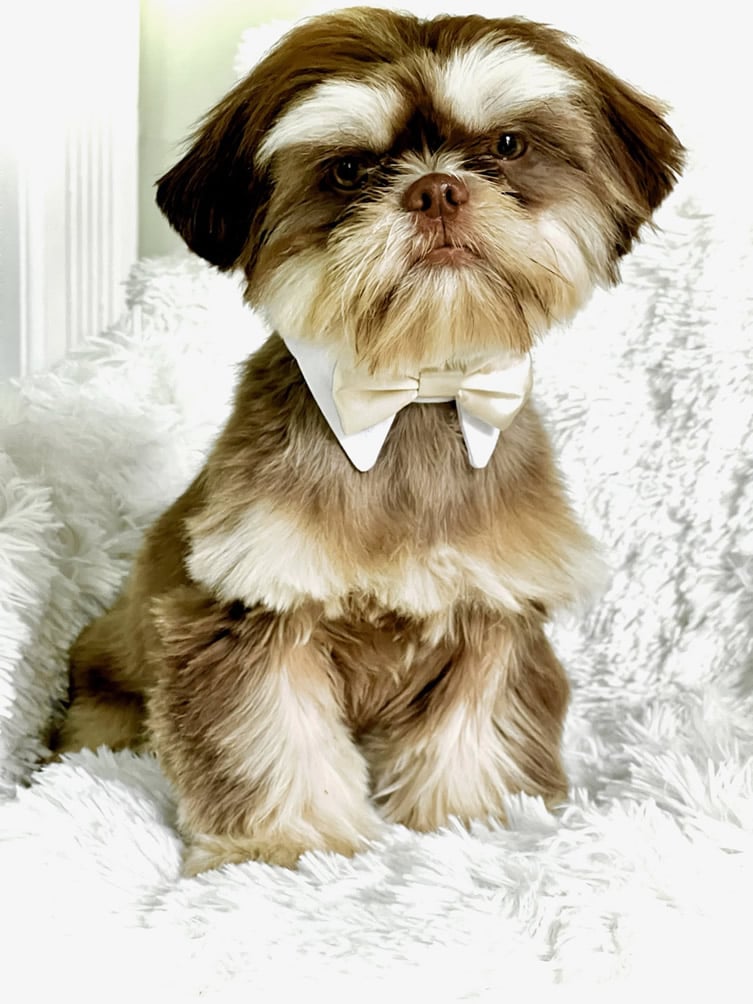 Shih Tzu Show Offs 175